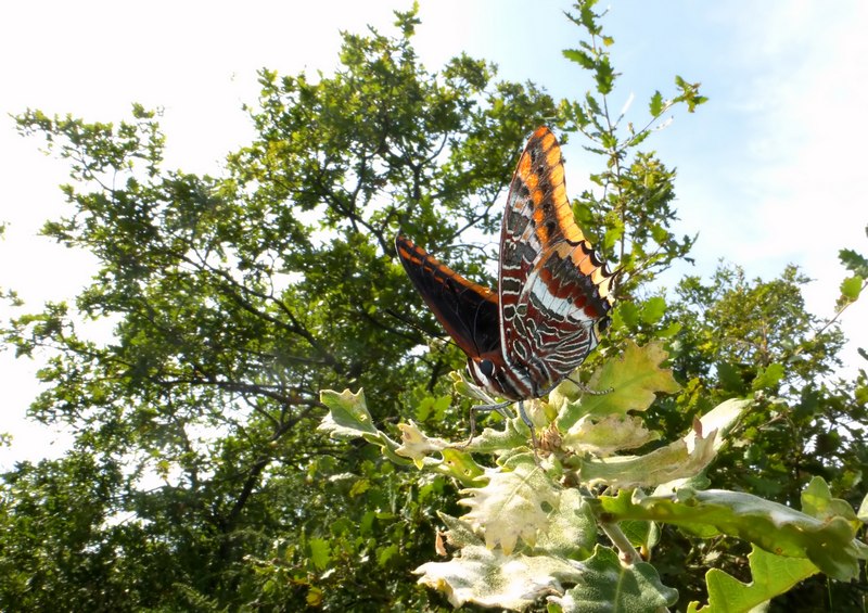 i Charaxes di Monte Malbe